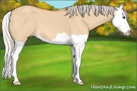 Horse Color:Silver Bay Dun Splash 