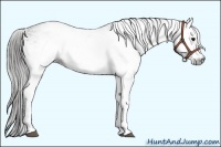 Horse Color:Gray White Spotted Black  Brindle