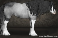 Horse Color:Blue Roan Sabino Splash 