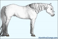 Horse Color:Gray White Spotted Black  Brindle