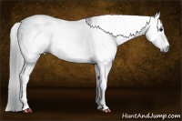 Horse Color:Gray White Spotted Black Ice  Brindle