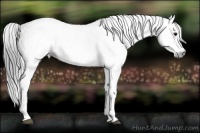 Horse Color:Gray White Spotted Black  Brindle