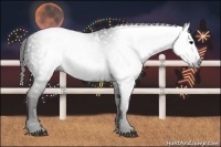 Horse Color:Gray White Spotted Black  Brindle