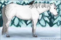 Horse Color:Gray White Spotted Smoky Black  Brindle