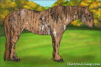Horse Color:Gray White Spotted Black  Brindle
