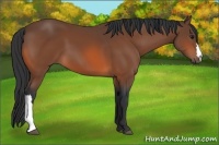 Horse Color:Unknown 