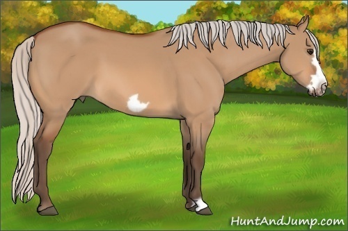 Horse Color:Silver Bay Dun Frame