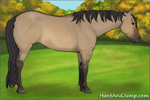 Horse Color: Buckskin Dun 