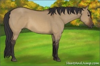 Horse Color:Buckskin Dun