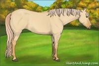 Horse Color:Palomino Dun 