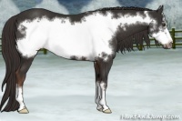 Horse Color:Liver Chestnut Frame 