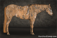 Horse Color:Gray White Spotted Black  Brindle