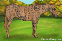 Horse Color:Black  Brindle