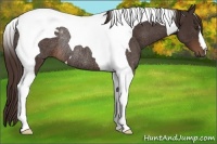 Horse Color:Liver Chestnut Tobiano Rabicano 