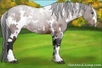 Horse Color:White Spotted Brown 