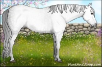 Horse Color:Gray White Spotted Black  Brindle