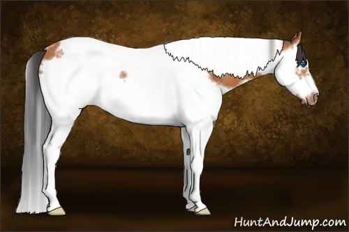 Horse Color: Bay Splash Tobiano Frame Rabicano 