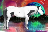 Horse Color:Black Sabino Splash Tobiano 