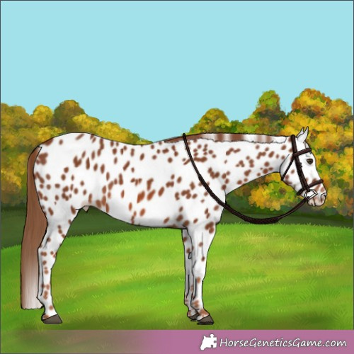 Horse Color:Chestnut Leopard 