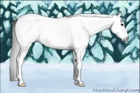 Horse Color:Gray White Spotted Black 