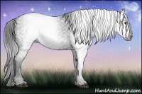 Horse Color:Gray White Spotted Black  Brindle