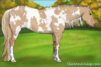 Horse Color:White Spotted Red Dun 