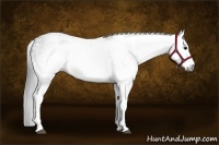 Horse Color:Gray White Spotted Black  Brindle