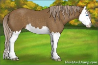 Horse Color:Chocolate Palomino Roan Splash 