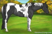 Horse Color:Black Tobiano Rabicano