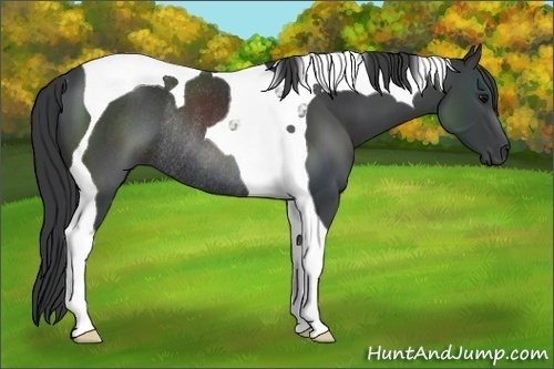 Horse Color: Black Tobiano Rabicano 