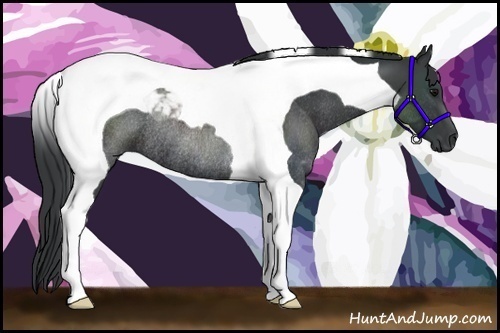 Horse Color: Black Tobiano Rabicano 
