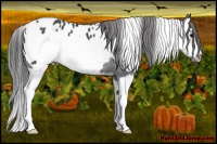 Horse Color:White Spotted Black Splash Frame Blanket 