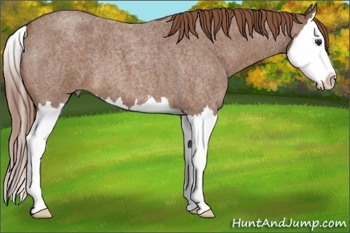 Horse Color: Red Roan Splash 