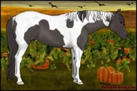 Horse Color:Smoky Blue Roan Tobiano 