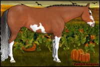 Horse Color:Bay Splash Frame 