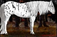 Horse Color:Black Appaloosa 