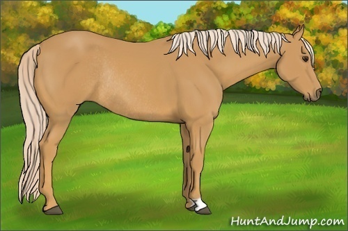 Horse Color: Palomino Rabicano 