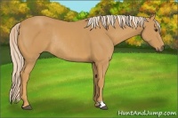 Horse Color:Palomino Rabicano 
