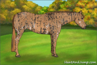 Horse Color:Gray White Spotted Black Brindle