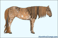 Horse Color:Gray White Spotted Black  Brindle