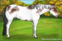 Horse Color:White Spotted Bay Tobiano Frame