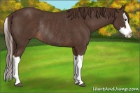 Horse Color:Liver Chestnut Splash Rabicano
