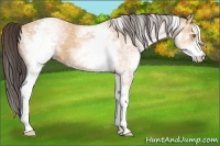 Horse Color:White Spotted Amber Champagne 