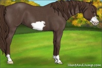 Horse Color:Liver Red Roan Frame