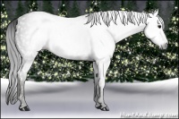 Horse Color:Gray White Spotted Black  Brindle