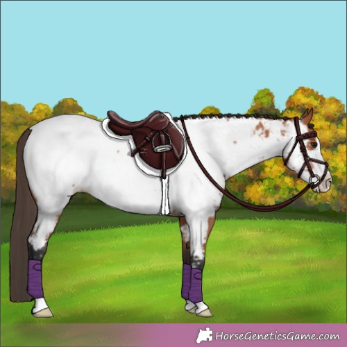 Horse Color:Bay Frame Near Fewspot Rabicano 