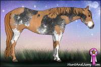 Horse Color:Gray White Spotted Black  Brindle