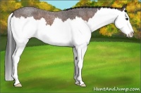 Horse Color:Bay Roan Splash 