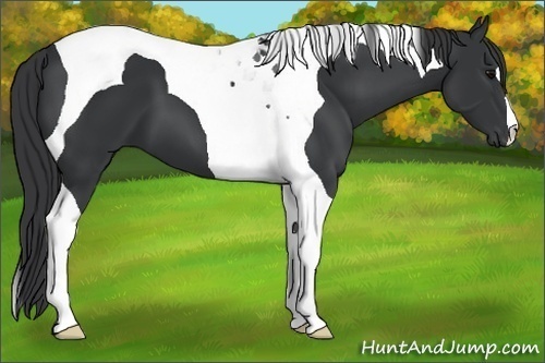 Horse Color: Black Tobiano 