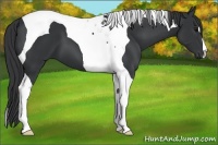 Horse Color:Black Tobiano 